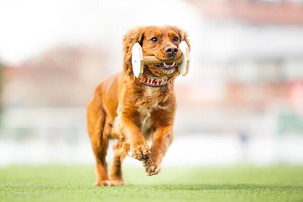 Hund - Jaktcocker Spaniel, Wilter