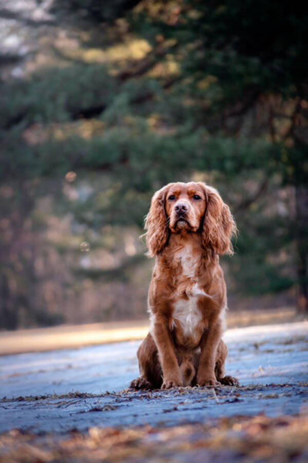 Hund - Jaktcocker Spaniel, Wilter