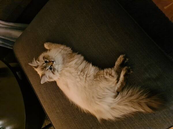 Katt - Essie Katt - Essie