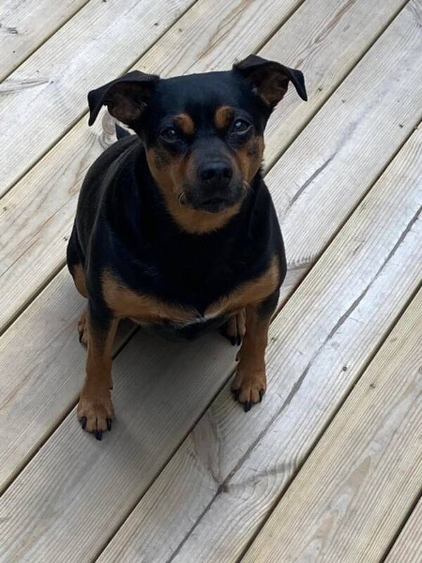 Hund - DSG/DVÄRG PINSCHER 