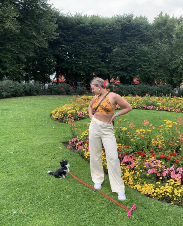 Hund - Chihuahua/papilone