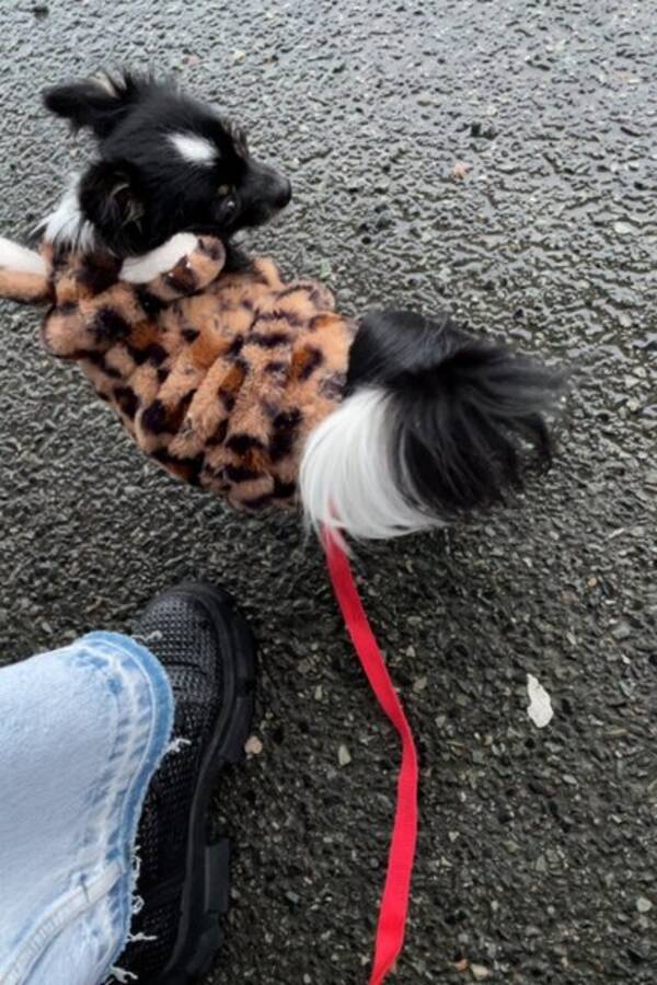 Hund - Chihuahua/papilone