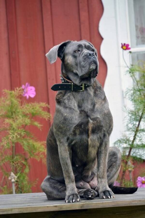 Hund