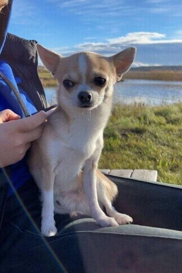 Hund - Chihuahua beige, vit 
