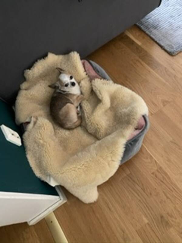 Hund - Chihuahua vit, brun och svart 