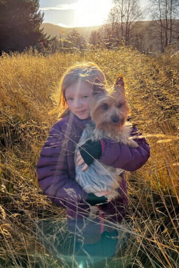 Hund - Silky terrier