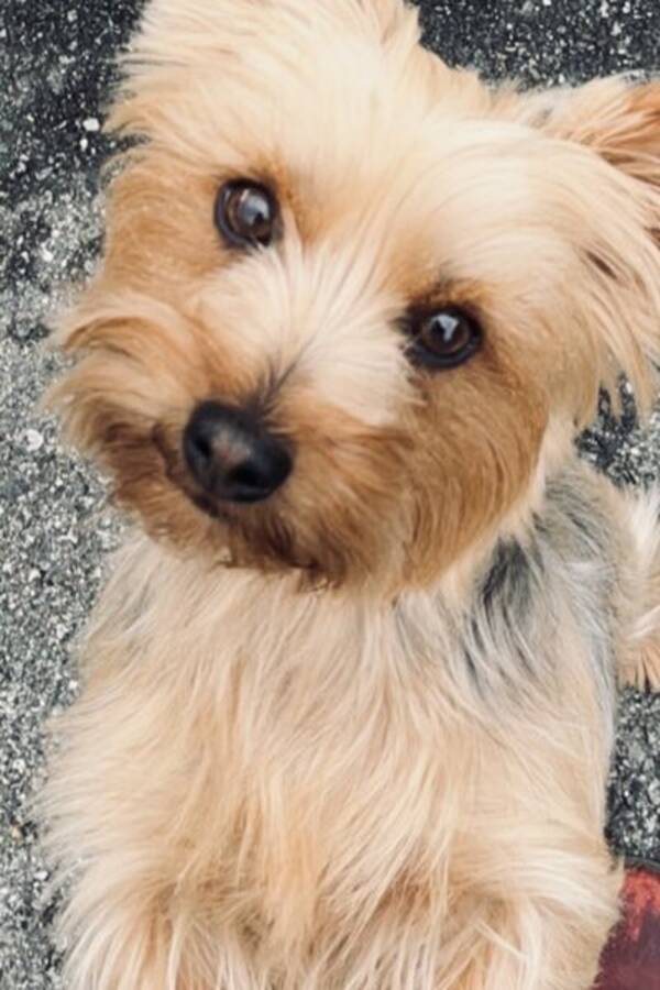 Hund - Silky terrier