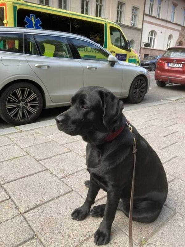 Hund - Labradoren Malin