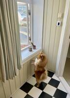 Pomeranien  Pomeranien