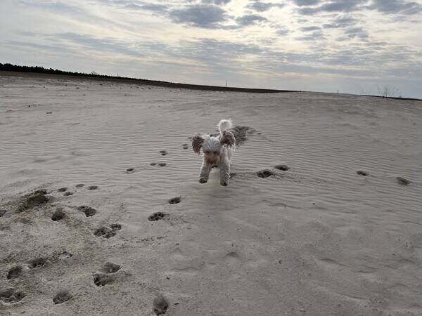 Hund - Cockerpoo Kex