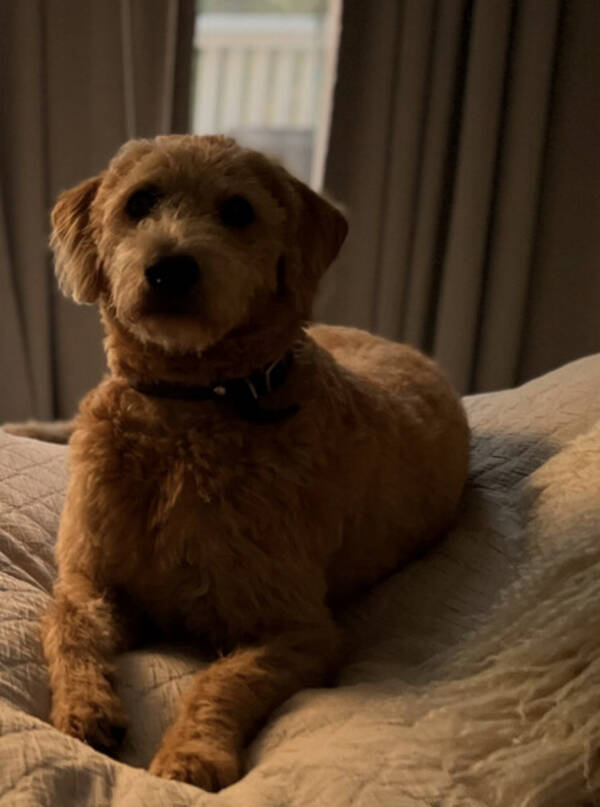Hund - Labradoodle Naala