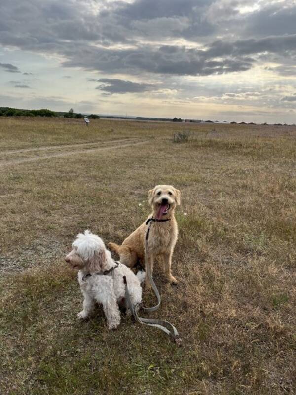 Hund - Labradoodle Naala