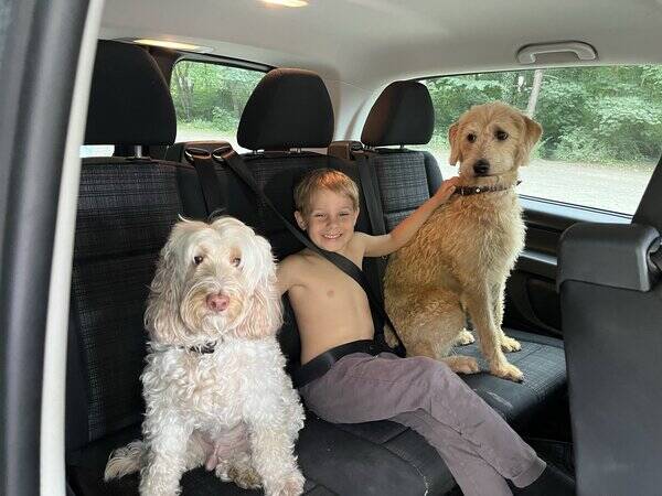 Hund - Labradoodle Naala