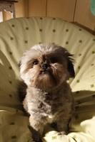 Pomeranian/shih tzu Tasha