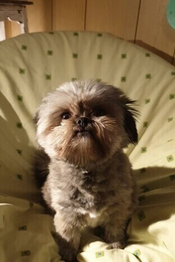 Hund - Pomeranian/shih tzu Tasha