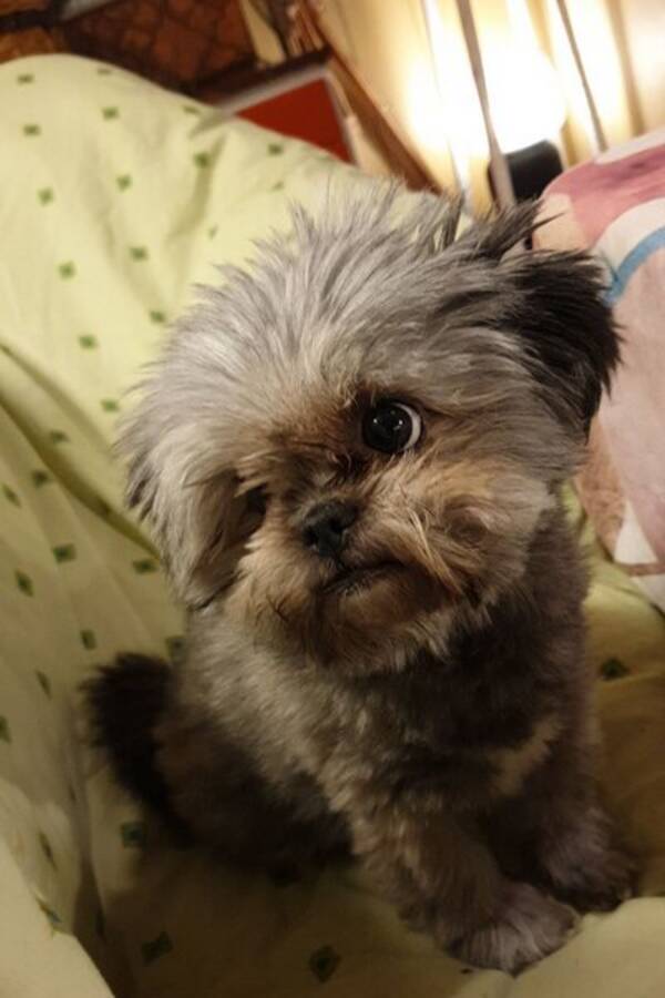 Hund - Pomeranian/shih tzu Tasha