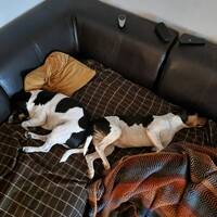 Brasilianske terrier Bosse og Snoop Dog