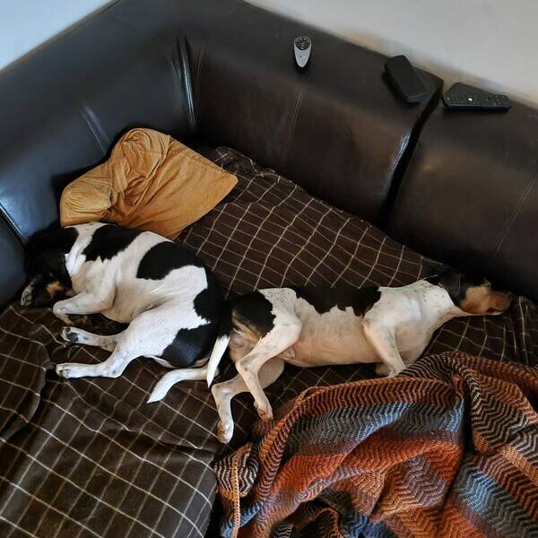 Hund - Brasilianske terrier Bosse og Snoop Dog