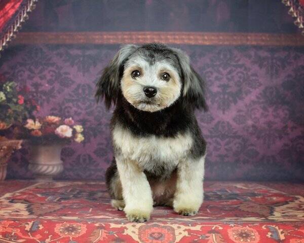 Hund Hund