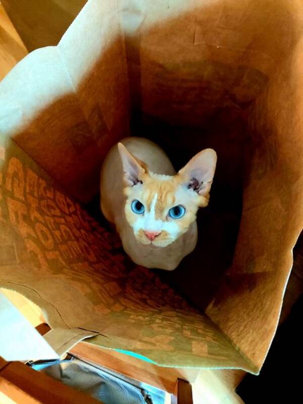 Katt - Cleopatra and Nikki, sphynx cats