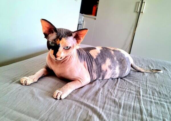 Katt - Cleopatra and Nikki, sphynx cats