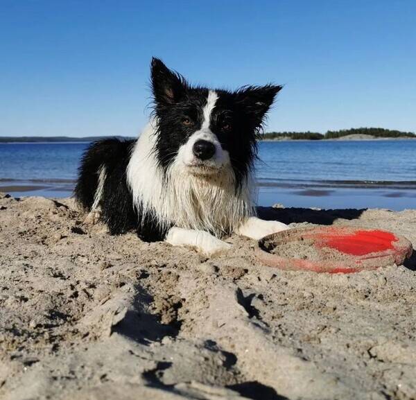Hund - Border Collie 