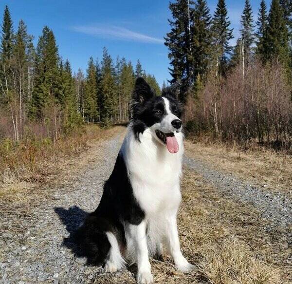 Hund - Border Collie 