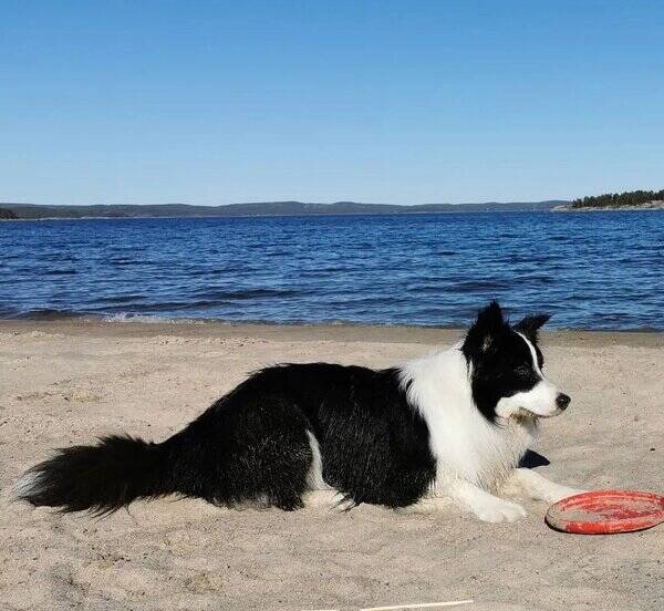Hund - Border Collie 