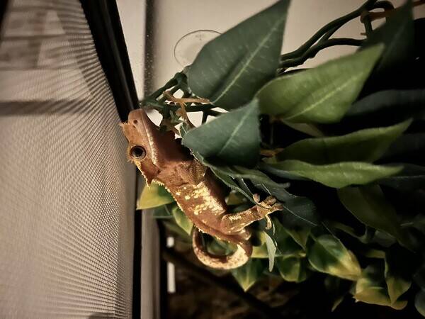 Annet - Kranset gekko Hogg