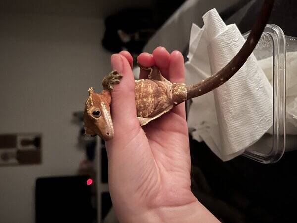 Annet - Kranset gekko Hogg