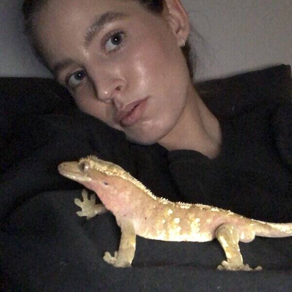 Annet - Kranset gekko Hogg