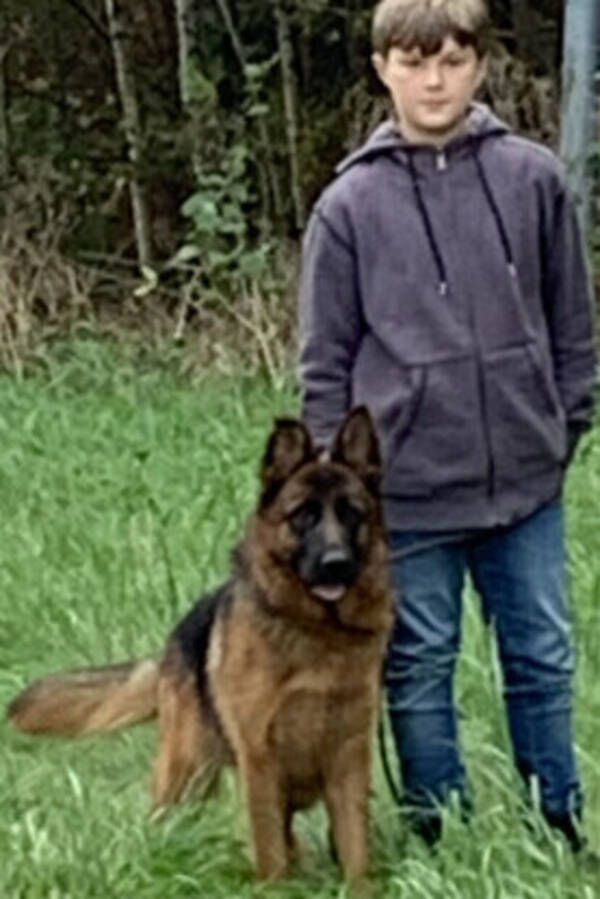 Hund - Vi har tyska schferhundar 