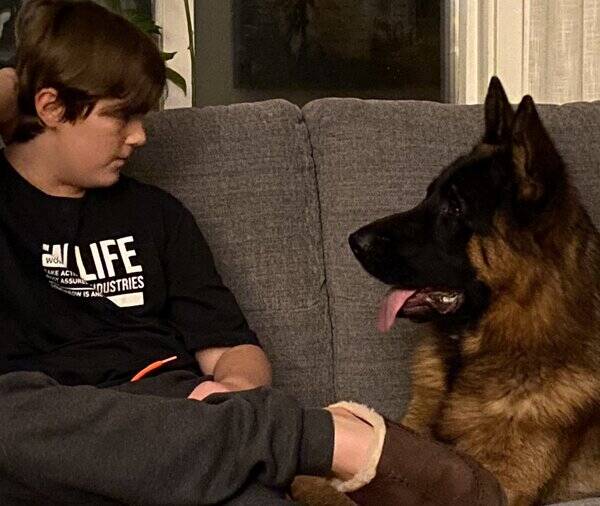 Hund - Vi har tyska schferhundar 