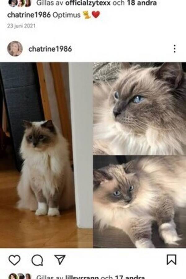 Katt - Ragdollen optimus. 