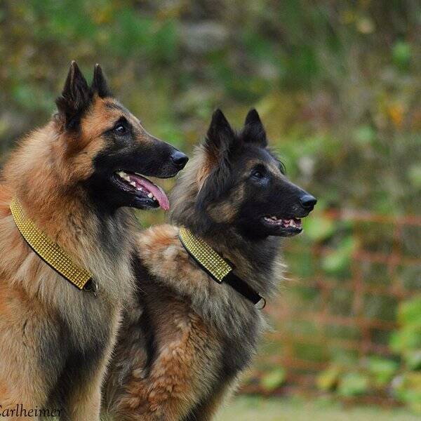 Hund