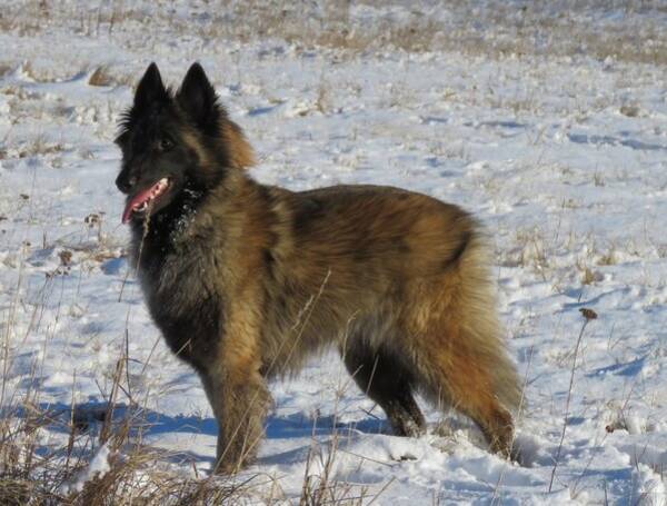 Hund