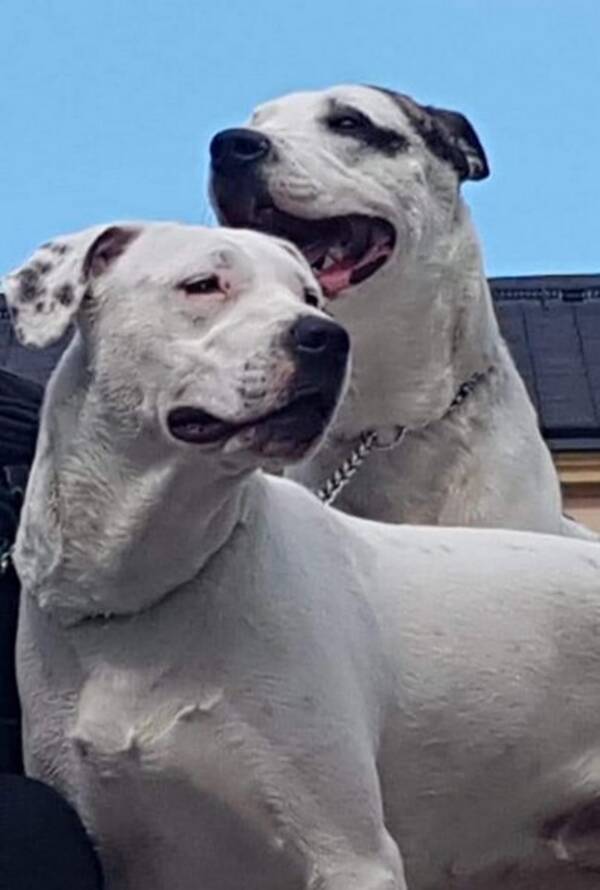Hund - Gucci och kenzo