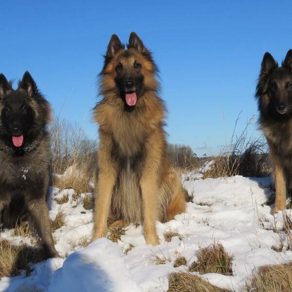 Hund