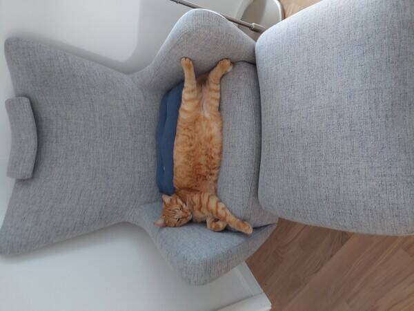 Kat Kat