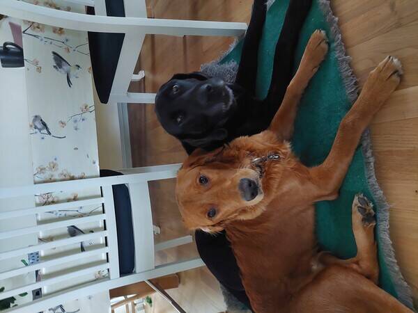 Hund Hund