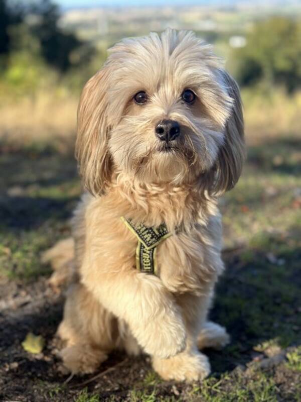 Hund -  Hugo