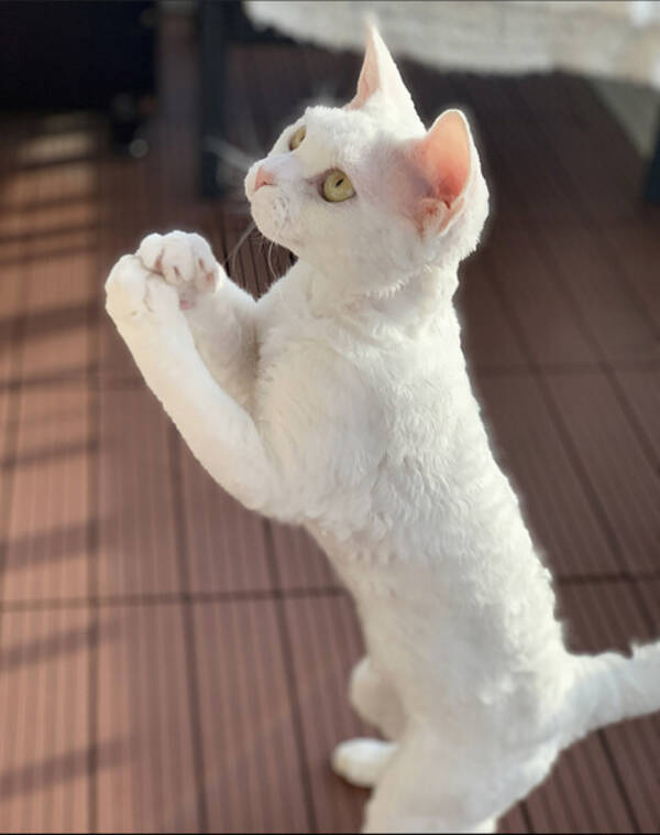 Katt - Devon rex 