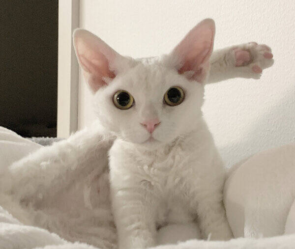 Katt - Devon rex 