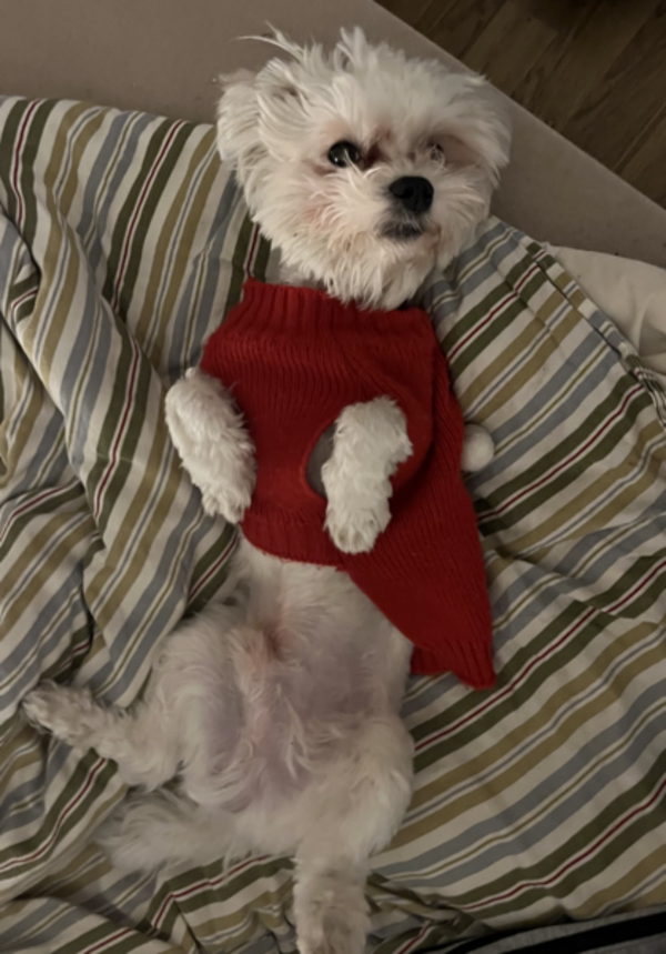 Hund - Malteseren Nube Hund - Malteseren Nube