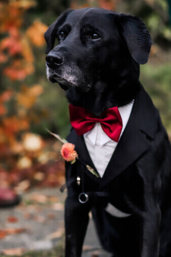 Hund - ldre gentleman 