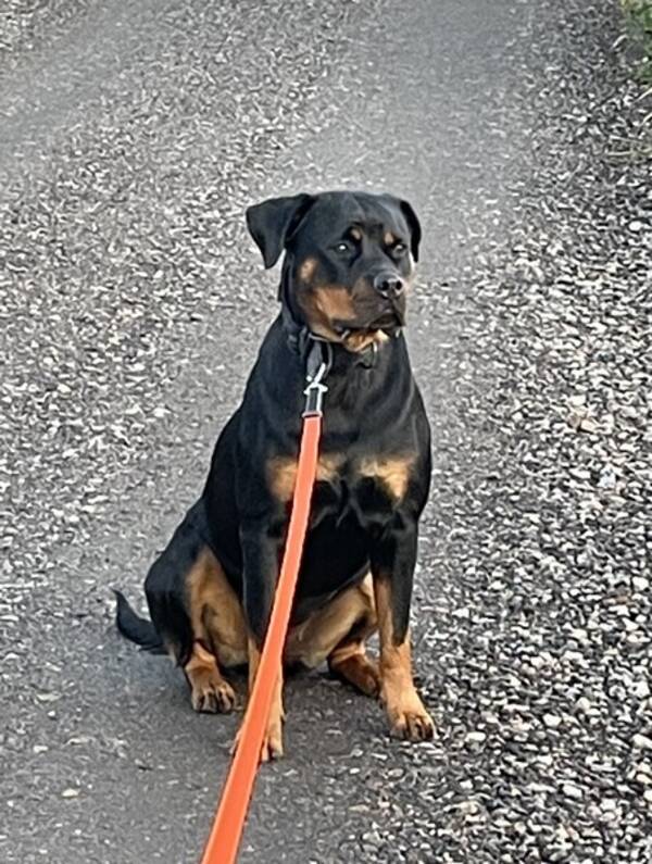 Hund - Rottweiler