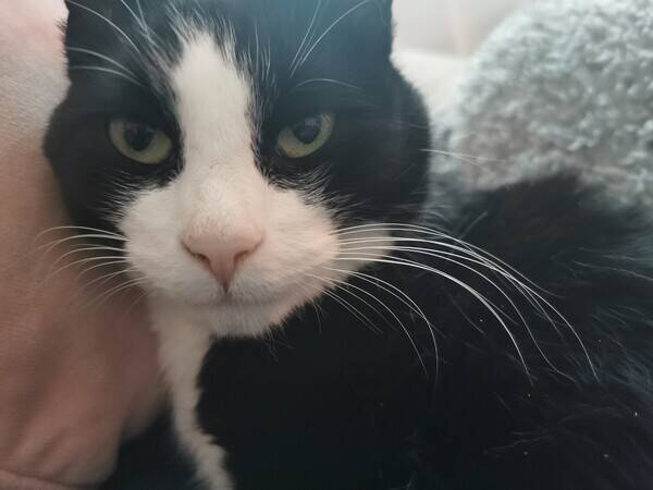 Katt - Katt Mascha