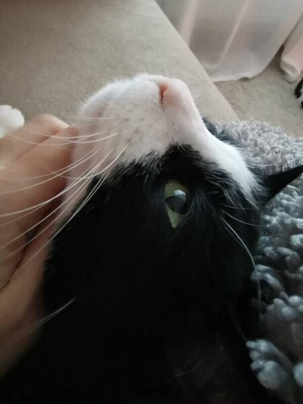 Katt - Katt Mascha