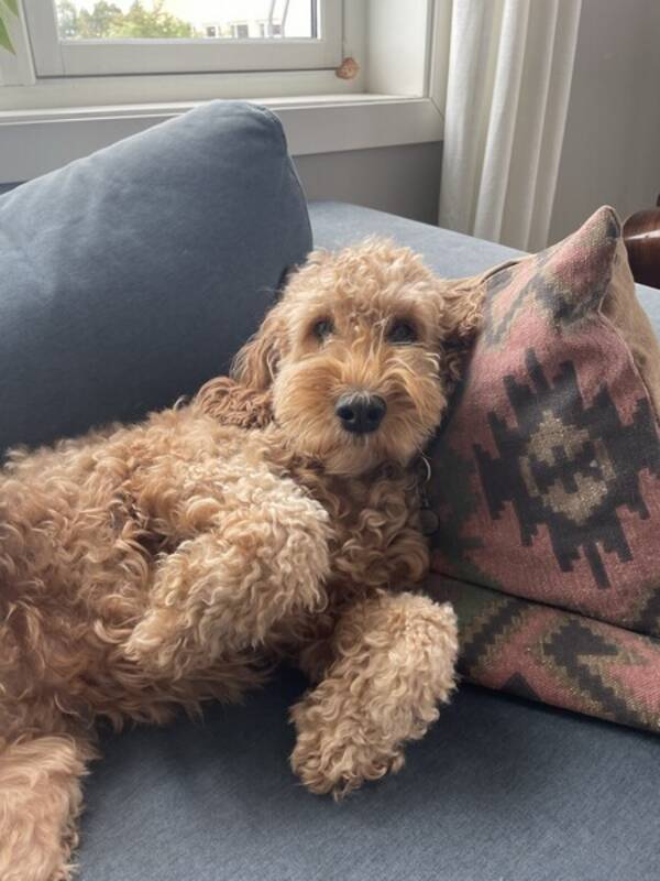 Hund - Cockapoo Nelli