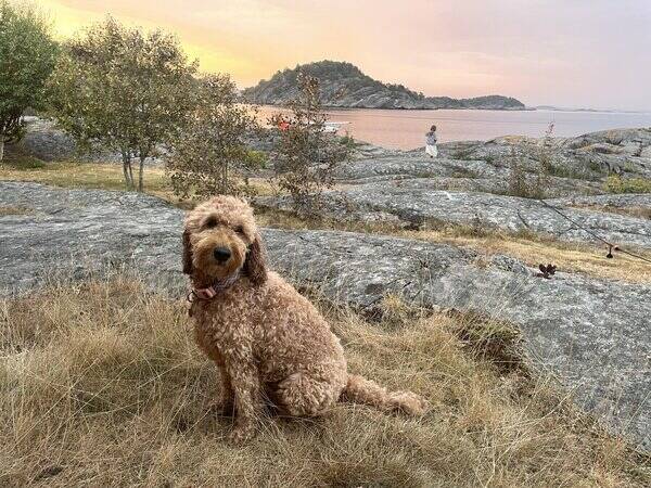 Hund - Cockapoo Nelli